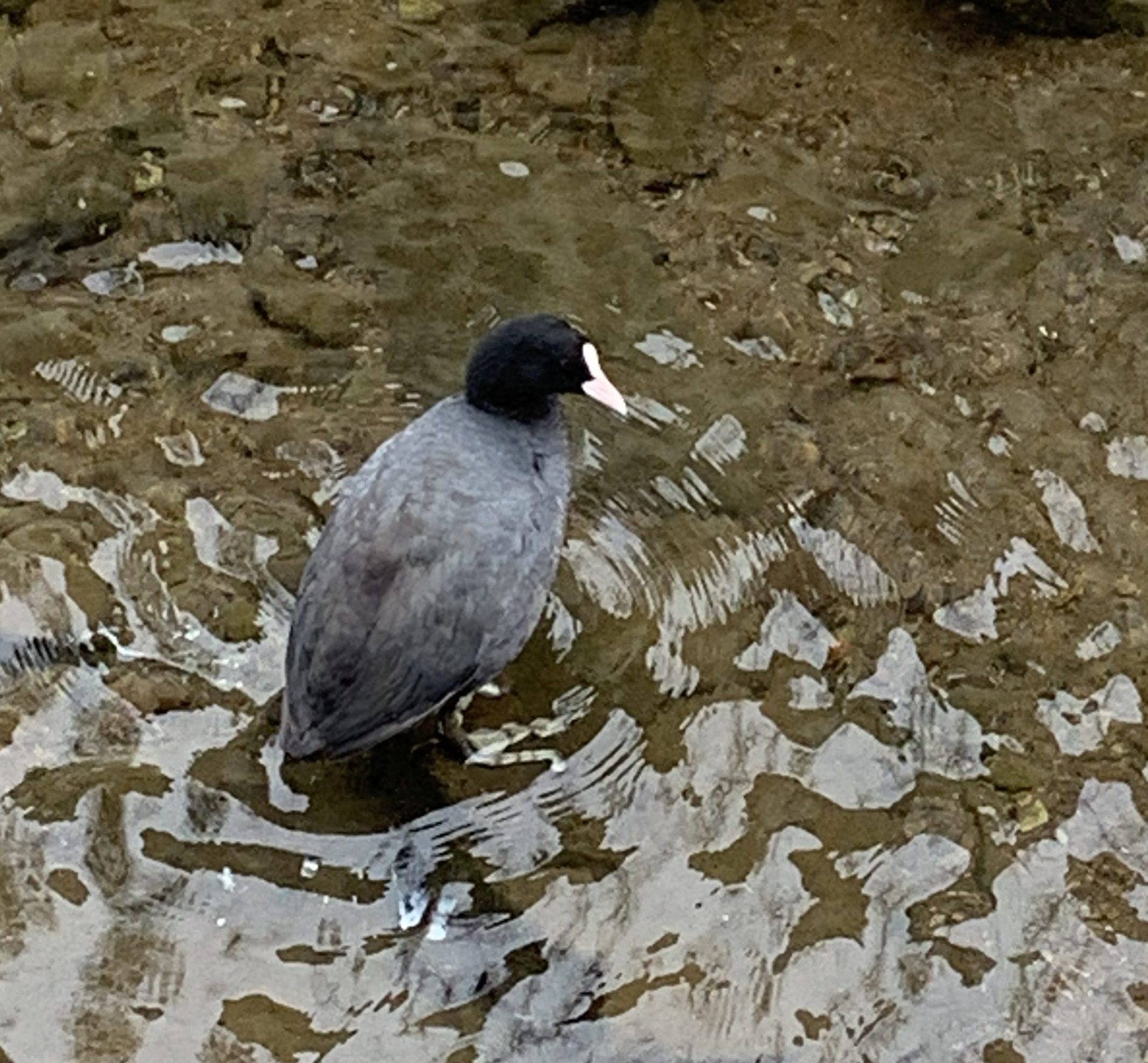 想いを春の風に乗せて